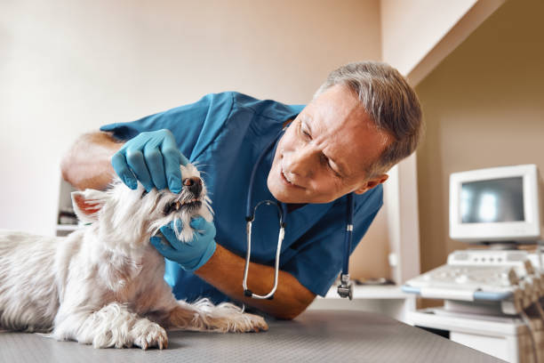 Best Emergency Root Canal Treatment in Canby, MN